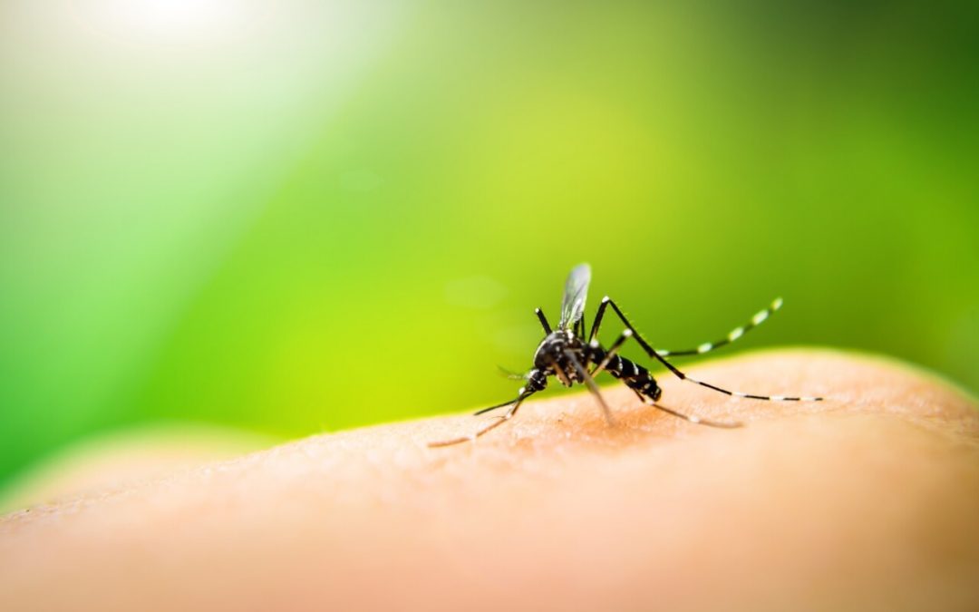 4 Ways to Repel Mosquitoes From Your Property