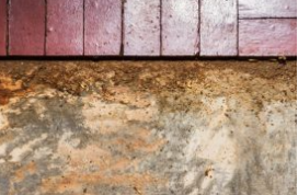 Edgewater NJ - Termite Inspection Services