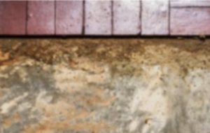 Harrington Park NJ - Termite Inspector
