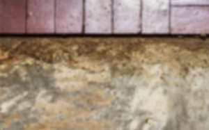 Haworth NJ - Termite Inspections - Termite Inspector