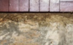Hillsdale NJ - Termite Insxpection Services