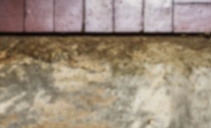 Ho-Ho-Kus NJ - Termite Inspection Services